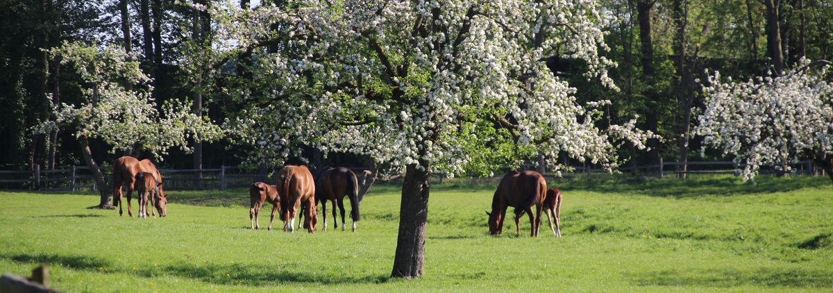 Start Samtgemeinde Nordkehdingen